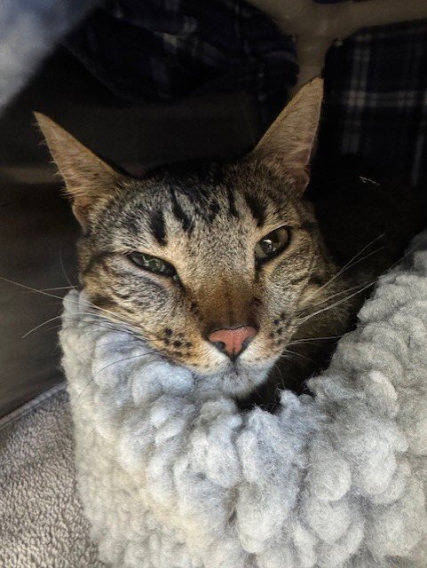 JUBILEE / COCO - Domestic Short Hair available for adoption