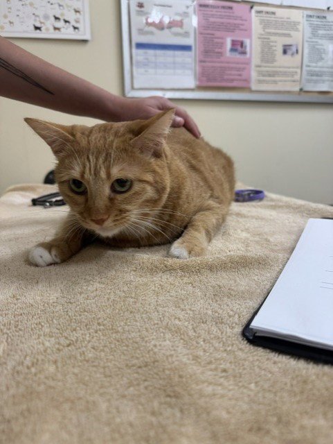 A198887 - Domestic Short Hair available for adoption