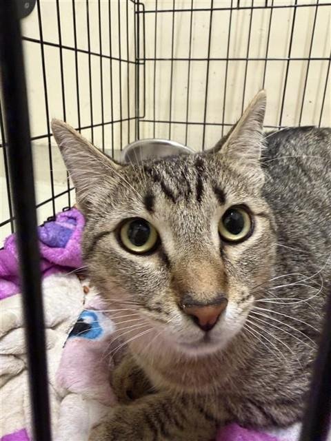 *BUTTERCUP - Domestic Short Hair for adoption in Fremont