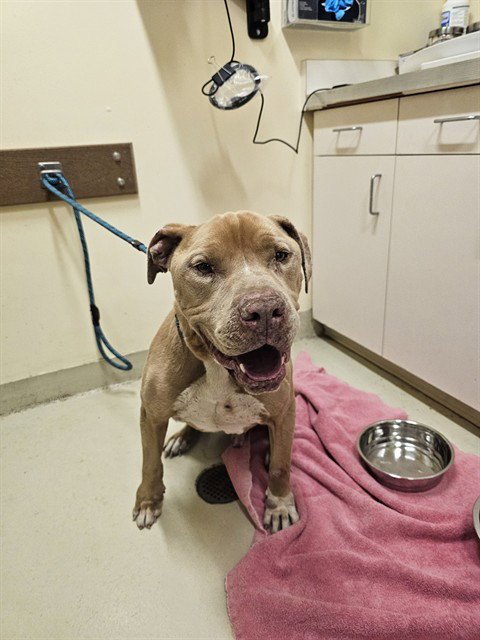 *FINN - Pit Bull Terrier for adoption in Fremont