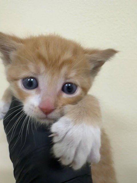 GARFIELD - Domestic Short Hair for adoption in Fremont