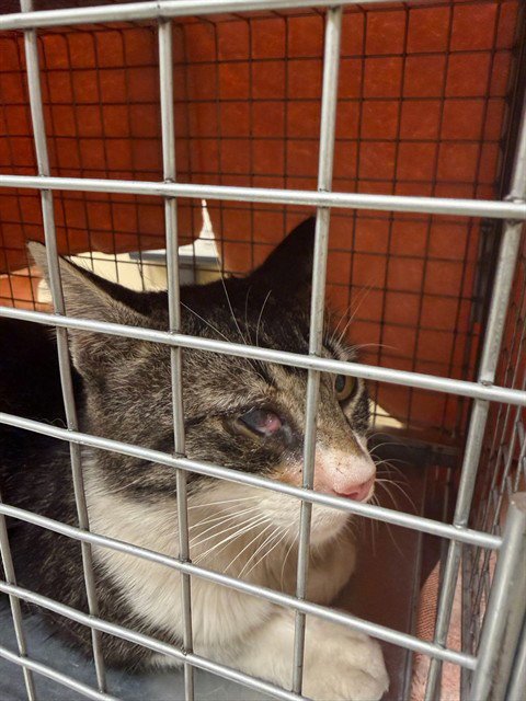MR. CRUMPET - Domestic Short Hair available for adoption