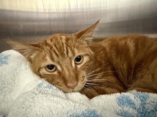 EGG YOLK - Domestic Short Hair available for adoption