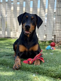 *DOBBY - Photo 1