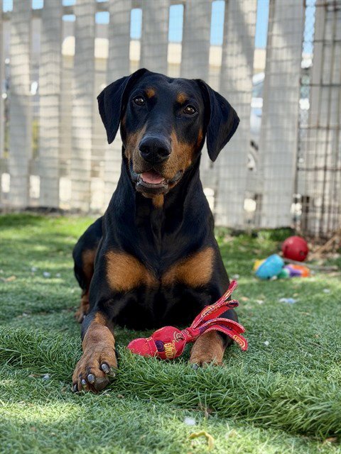 *DOBBY - Doberman Pinscher available for adoption