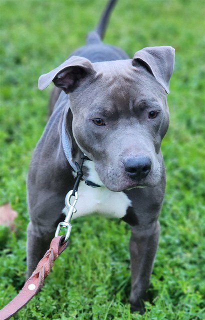 BUBBA - Pit Bull Terrier available for adoption