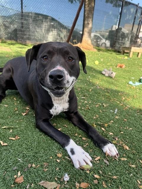 PEACH - Pit Bull Terrier available for adoption