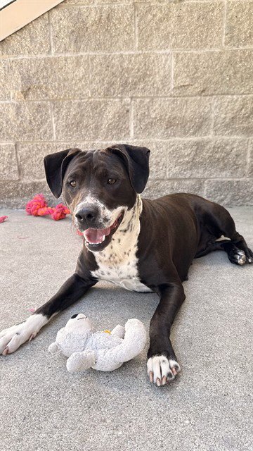 PEACH - Pit Bull Terrier available for adoption
