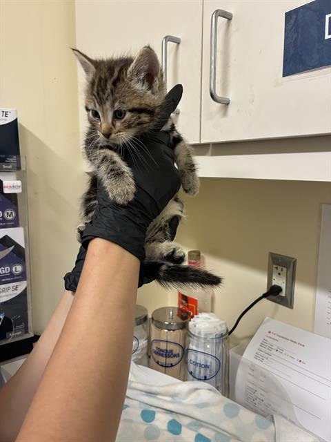 ORLA - Domestic Short Hair for adoption in Fremont