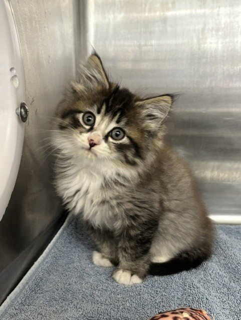LESTAT - Domestic Medium Hair available for adoption