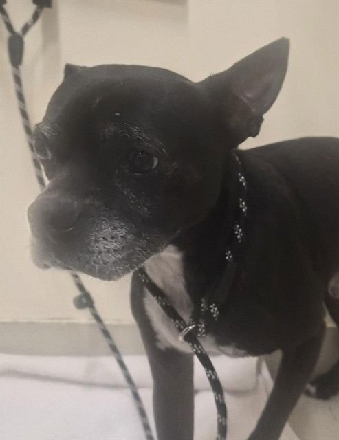 *MUSTANG - Boston Terrier available for adoption