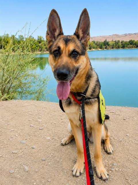 BELLA - German Shepherd Dog available for adoption