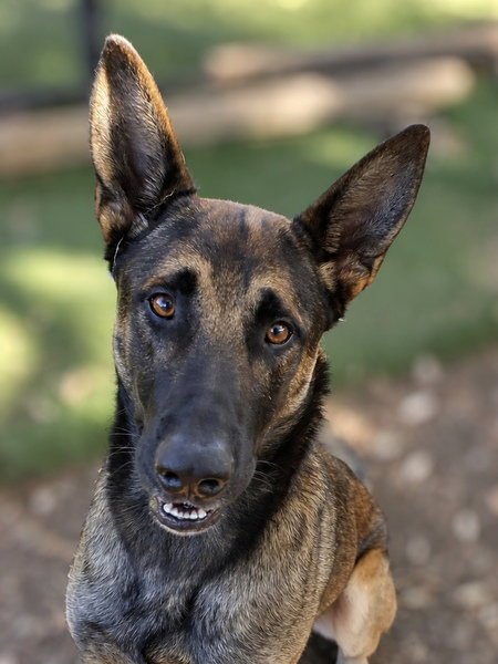 NIKO - Belgian Shepherd Malinois available for adoption