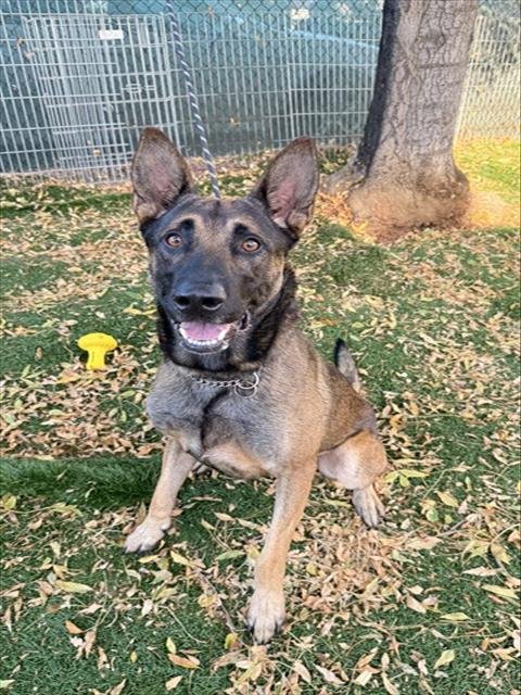 NIKO - German Shepherd Dog / Belgian Shepherd Malinois available for adoption