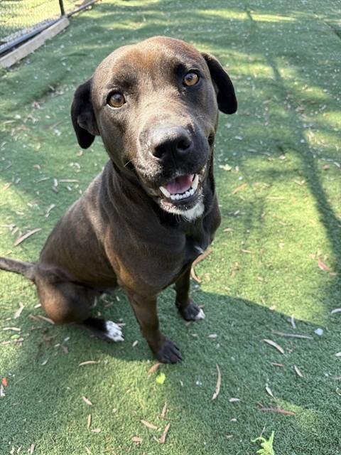 ELVIRA - Labrador Retriever / Pit Bull Terrier available for adoption