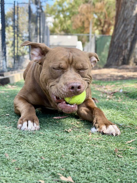 *COOPER - Pit Bull Terrier available for adoption