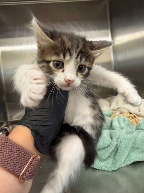 GUAPA - Domestic Short Hair available for adoption