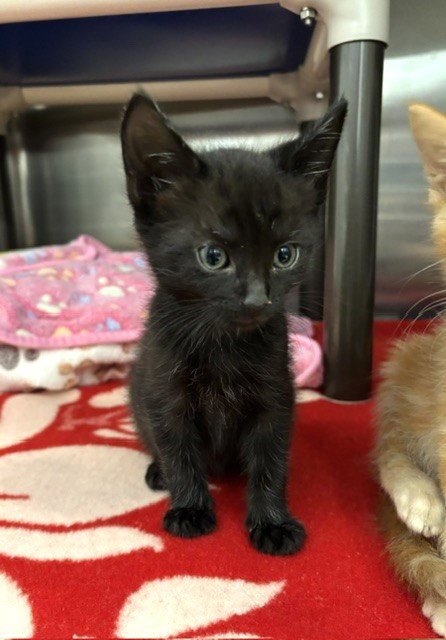 KUIPER - Domestic Medium Hair available for adoption