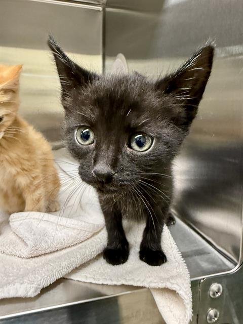 KUIPER - Domestic Medium Hair available for adoption