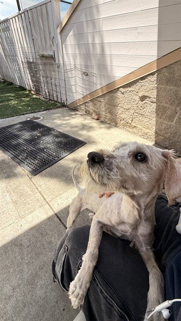 IVORY - Poodle (Standard) available for adoption