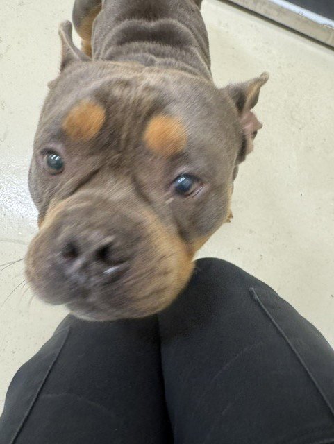 A198754 - Pit Bull Terrier for adoption in Fremont