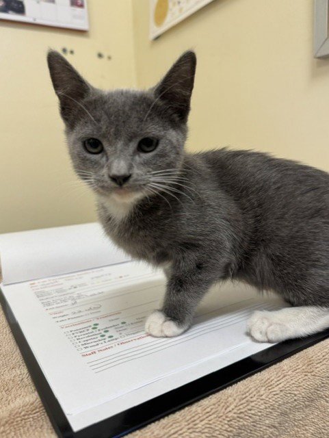 A198972 - Domestic Short Hair available for adoption