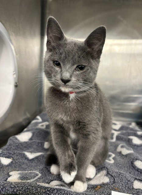 HARMONY - Domestic Short Hair available for adoption