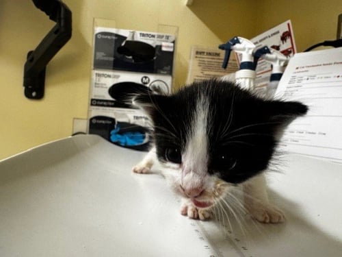 A197815 - Domestic Short Hair available for adoption