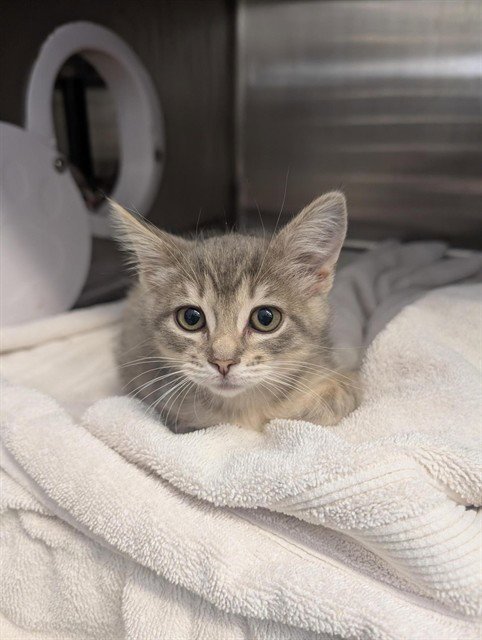 PREMIUM 7-PASSENGER - Domestic Short Hair available for adoption