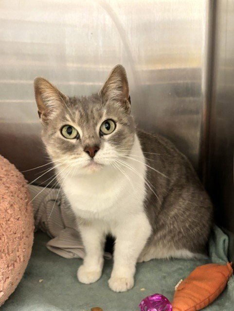 SERAPHINA - Domestic Short Hair available for adoption