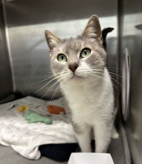 SERAPHINA - Domestic Short Hair available for adoption