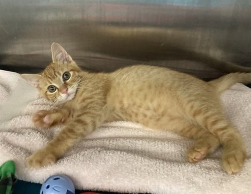 A198990 - Domestic Short Hair available for adoption