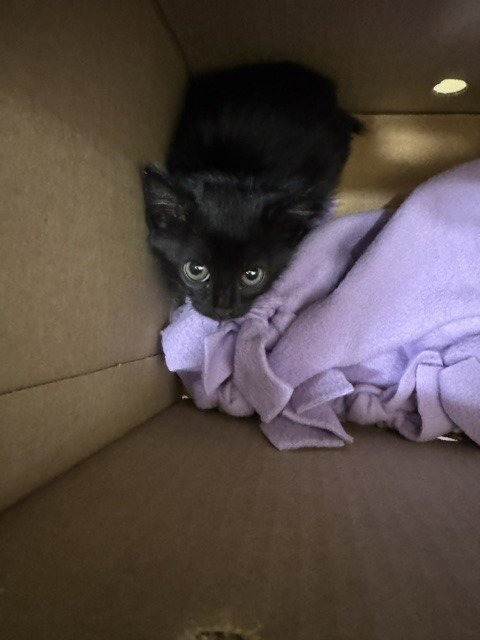 KIKI Image