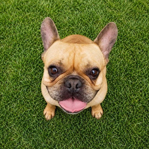 MAGGIE - French Bulldog for adoption in Fremont