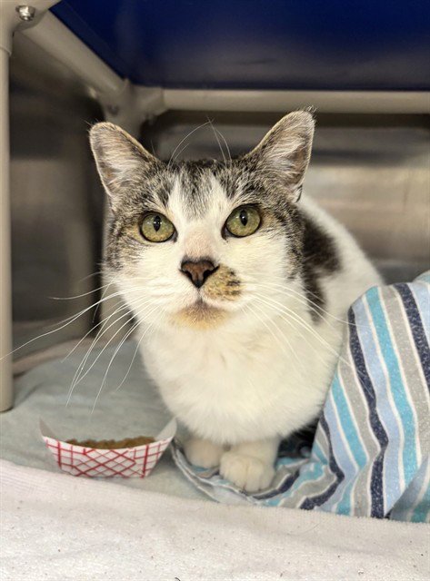 CHANEL - Domestic Short Hair available for adoption