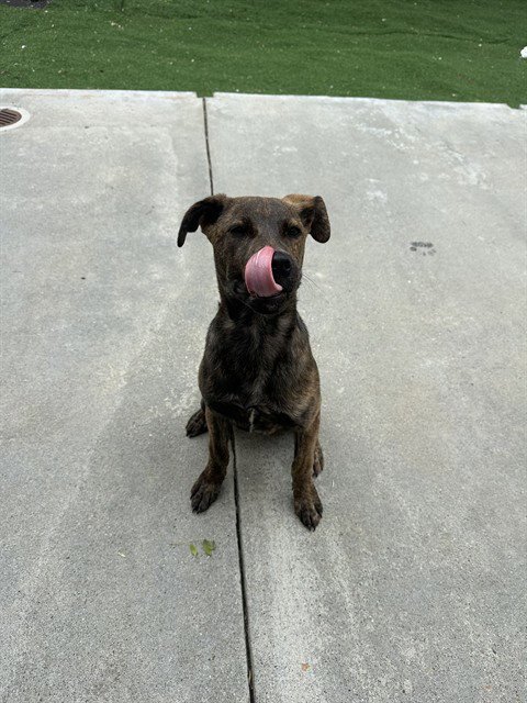 A198598 - Catahoula Leopard Dog for adoption in Fremont