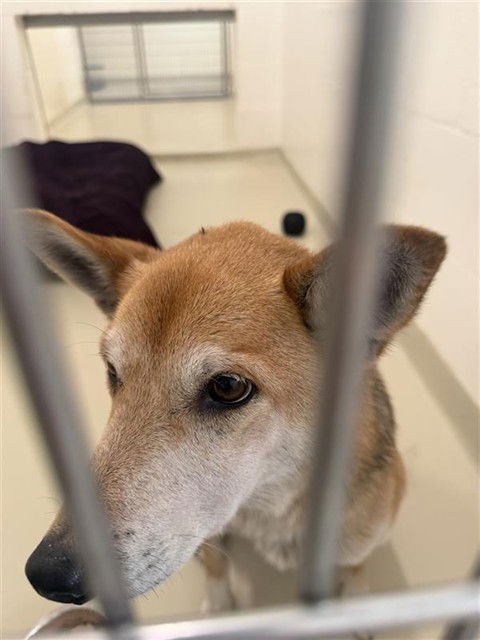 NIKKI - Shiba Inu available for adoption