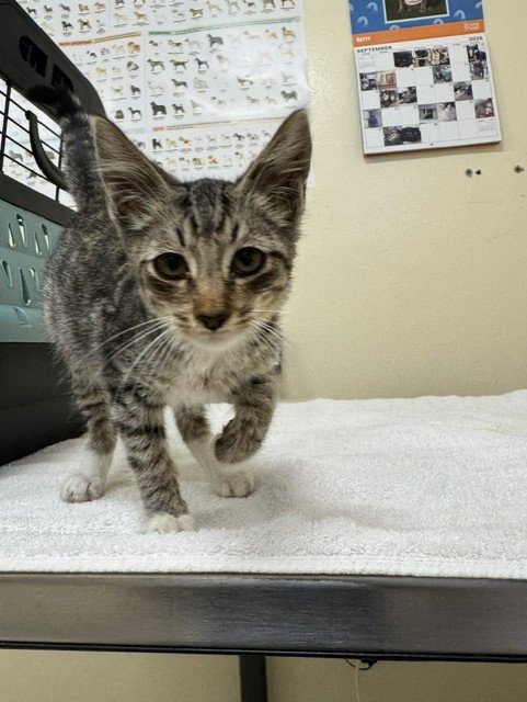 A199571 - Domestic Short Hair available for adoption