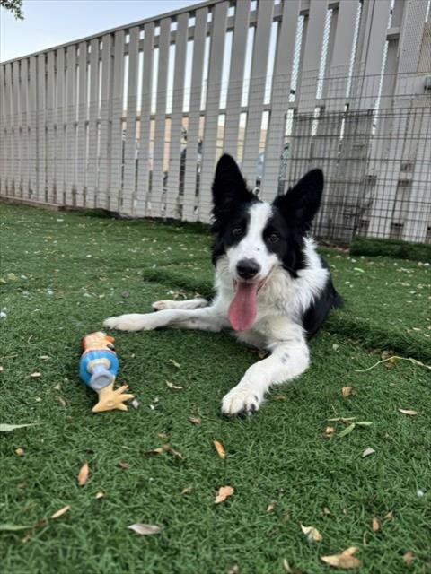 HATCHI - Border Collie for adoption in Fremont