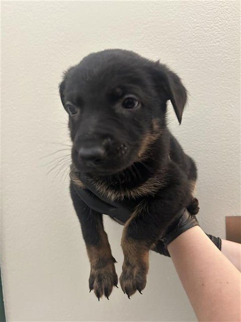 *GRATIN - Belgian Shepherd Malinois / German Shepherd Dog available for adoption