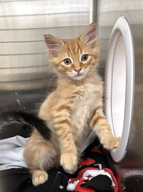 A198903 - Domestic Short Hair available for adoption