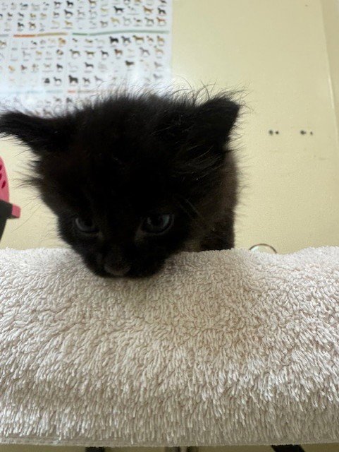 A198249 - Domestic Medium Hair available for adoption