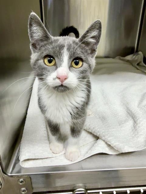 BOO - Domestic Short Hair available for adoption