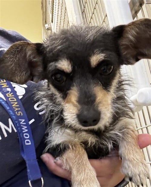A198978 - Chihuahua available for adoption