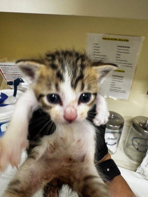 A197816 - Domestic Short Hair available for adoption