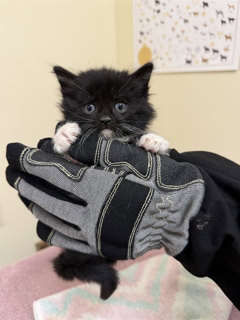*CRUNCHWRAP SUPREME - Domestic Short Hair available for adoption