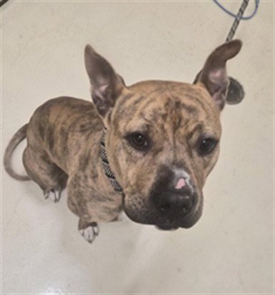 A198920 - Boxer available for adoption