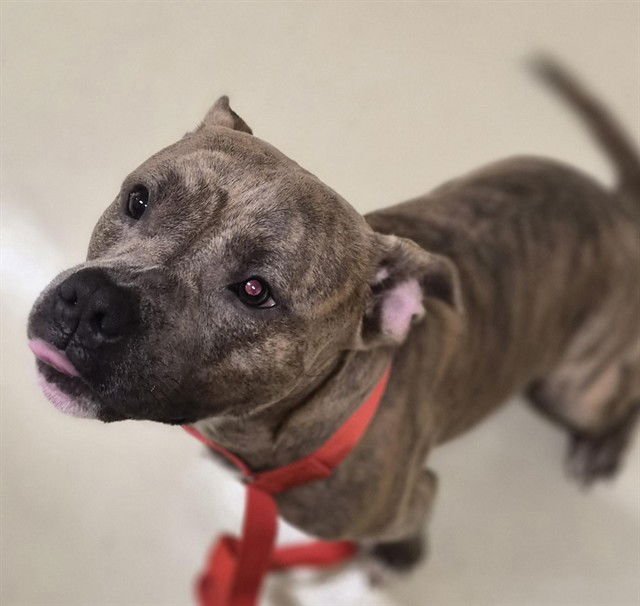 STACKS - American Bulldog / Pit Bull Terrier available for adoption