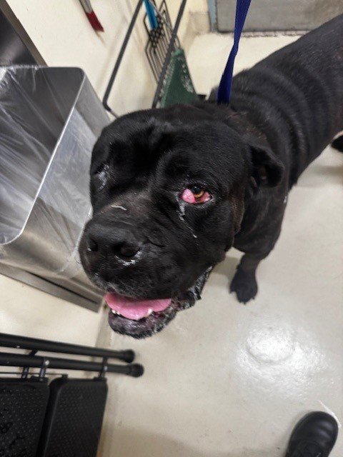 ANGEL - Mastiff for adoption in Fremont