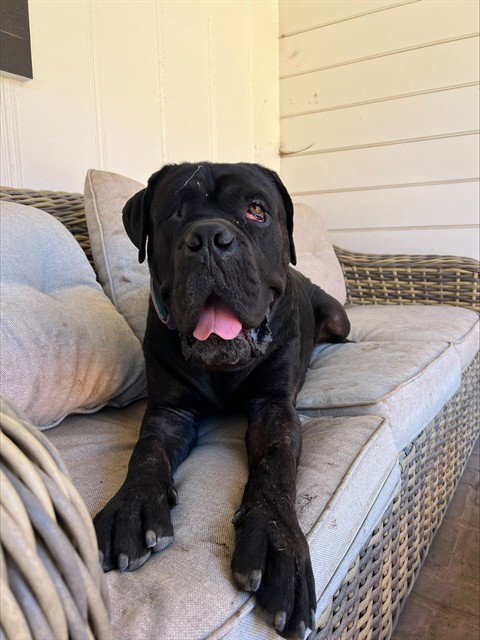 ANGEL - Mastiff available for adoption